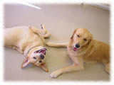 Labrador Retriever画像11