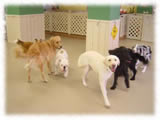 Labrador Retriever画像17