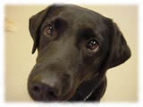 Labrador Retriever画像20