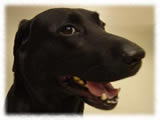 Labrador Retriever画像24