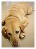 Labrador Retriever画像25