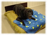 Labrador Retriever画像30