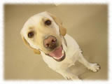 Labrador Retriever画像31