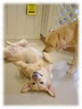 Labrador Retriever画像32