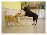 Labrador Retriever画像40