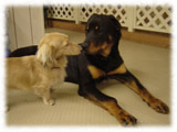 Rottweiler画像2