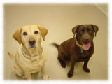 Labrador Retriever画像46