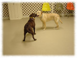 Labrador Retriever画像47