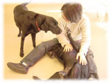 Labrador Retriever画像48