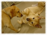 Labrador Retriever画像53