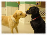 Labrador Retriever画像54