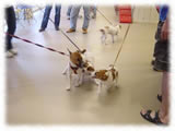 Jack Russel Terrier画像4