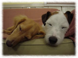 Jack Russel Terrier画像5