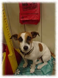 Jack Russel Terrier画像8