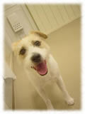 Jack Russel Terrier画像9