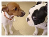 Jack Russel Terrier画像10