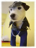 Jack Russel Terrier画像13