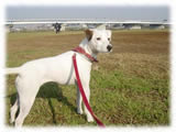 Jack Russel Terrier画像15