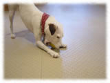 Jack Russel Terrier画像16