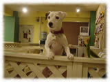 Jack Russel Terrier画像17