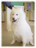 Samoyed画像1