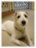 Jack Russel Terrier画像23