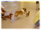 その他犬たち27