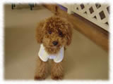 Toy Poodle画像9