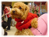 Toy Poodle画像122