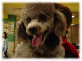 Toy Poodle画像123