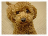 Toy Poodle画像123