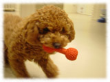 Toy Poodle画像122