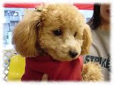 Toy Poodle画像12