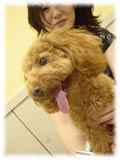 Toy Poodle画像24