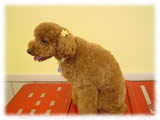 Toy Poodle画像26