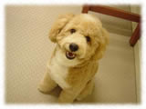 Toy Poodle画像45