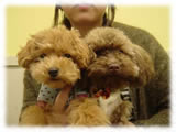 Toy Poodle画像4