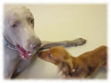 Weimaraner画像2