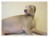 Weimaraner画像3