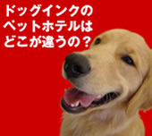 イヌ/いぬ/犬画像