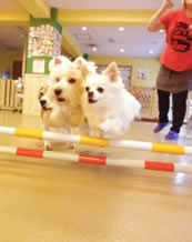 犬/ドギールーム画像